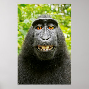 Affiche Selfie de singe