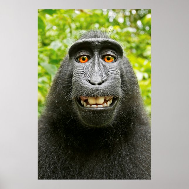 Affiche Selfie de singe (Devant)