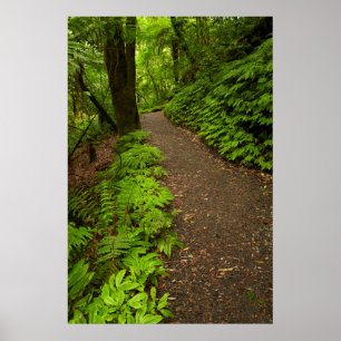 Affiche Sentier à travers la forêt
