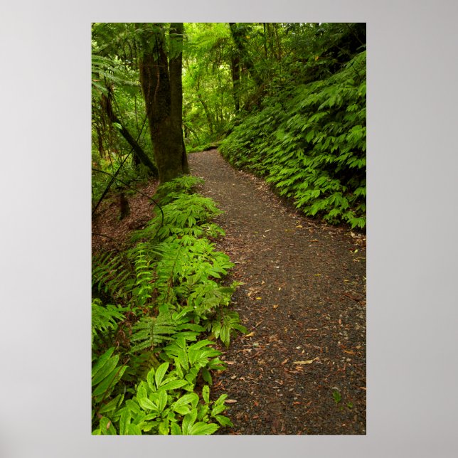 Affiche Sentier à travers la forêt (Devant)
