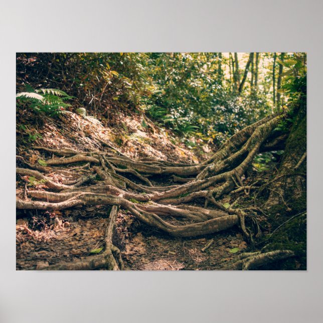 Affiche Sentier de Green Knob Montagnes Blue Ridge (Devant)