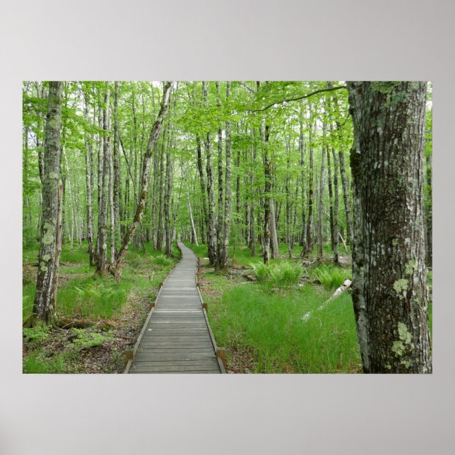Affiche Sentier de planches Jesup Path (Devant)