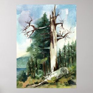 Affiche Sentier de randonnée des arbres forestiers vue sur