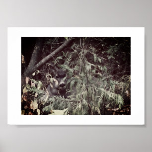 Affiche Sentier de randonnée Sir Stag Yosemite Photographi