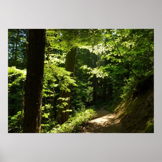 Affiche Sentier de Silver Falls (Devant)