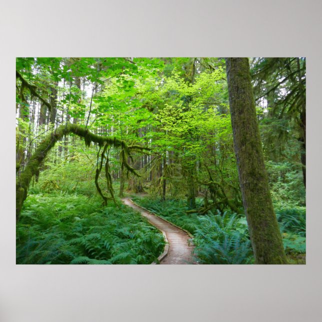 Affiche Sentier des Forêts anciennes du parc national Olym (Devant)