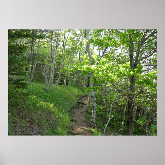 Affiche Sentier forestier au parc national d'Acadia (Devant)