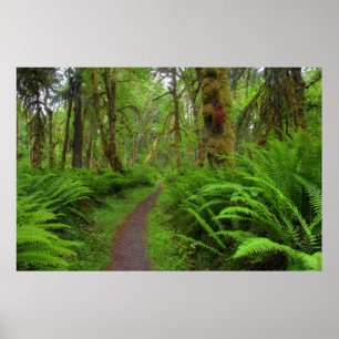 Affiche sentier Maple Glade, fougères et mousse couvrent