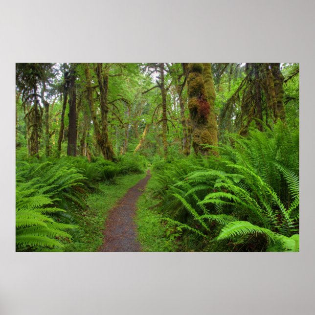Affiche sentier Maple Glade, fougères et mousse couvrent (Devant)