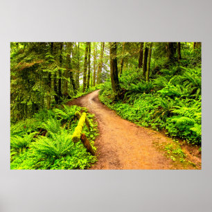 Affiche Sentier piéton dans Forest Park