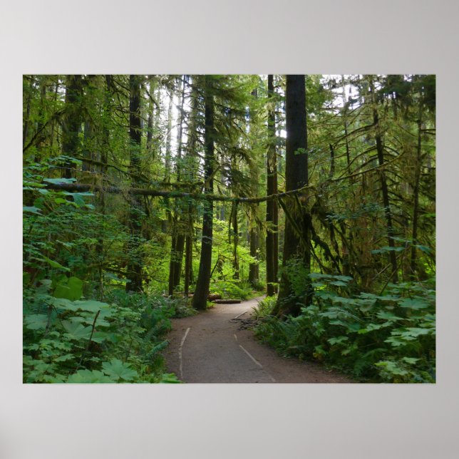 Affiche Sentier pour Marymere Falls I (Devant)