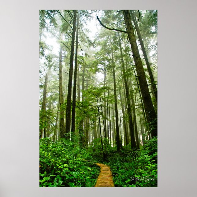 Affiche Sentiers sans fin, arbres et contes de la forêt pl (Devant)