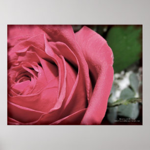 Affiche Sentiments délicats