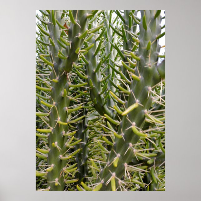 Affiche "Sentinelles verdoyantes : la majesté de Cactus (Devant)