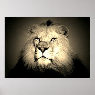 Affiche Sepia Lion - Animaux sauvages Vieux Mode Photograp