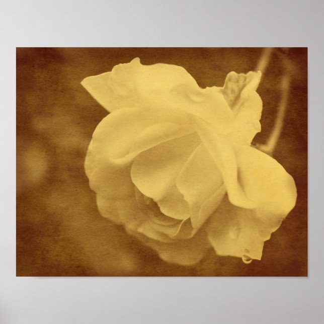 Affiche Sepia Rose Avec Raindrops Vieille Vintage Look (Devant)