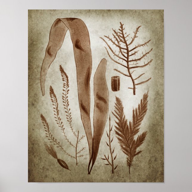 Affiche Sepia Seaweed Botanical Imprimer no 2 Lake House A (Devant)