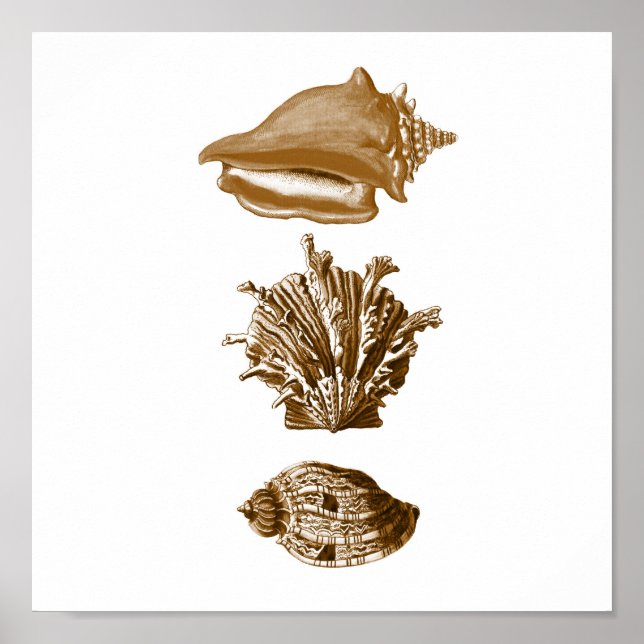 Affiche Sepia Vie marine Group12A Imprimer #8 Coquillages (Devant)