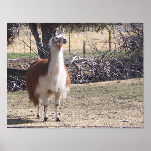 Affiche Septembre Llama Closeup