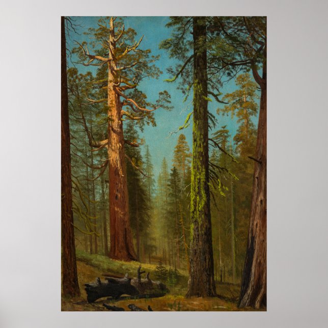 Affiche Séquoia géant de Mariposa Grove  Californie (Devant)