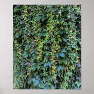 Affiche Serene Green Ivy Wall Suspendre Vins Plantes Feuil