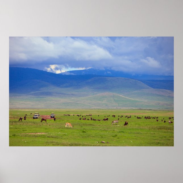 Affiche Serengeti (Devant)