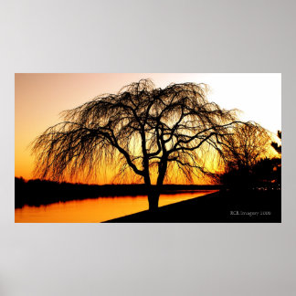 Affiche Serengeti dans la ville