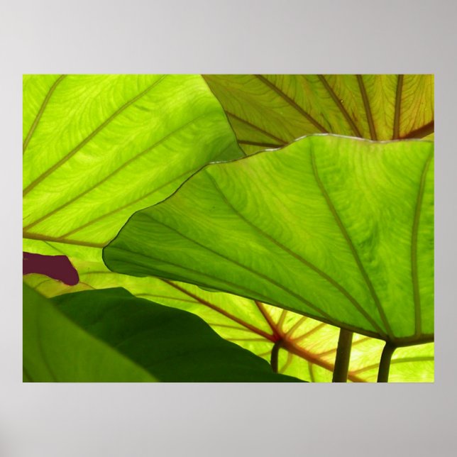 Affiche Sérénité (Devant)