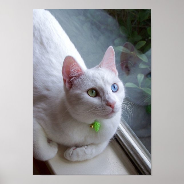 Affiche Serenity by Window (Devant)