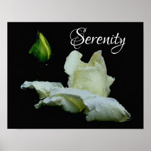Affiche Serenity White Rosebud Mots Inspirants