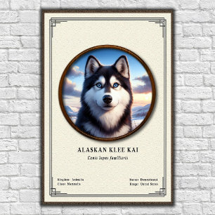 Affiche Série de zoologie Alaskan Klee Kai