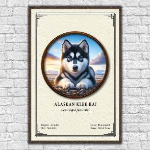 Affiche Série de zoologie Alaskan Klee Kai