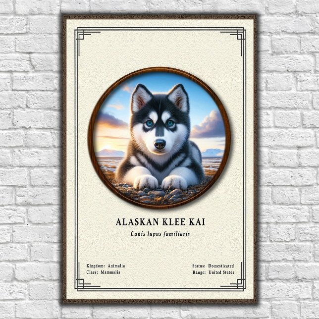 Affiche Série de zoologie Alaskan Klee Kai (Créateur téléchargé)