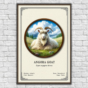 Affiche Série de zoologie de la chèvre angora