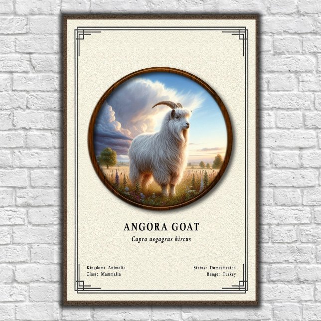 Affiche Série de zoologie de la chèvre angora (Créateur téléchargé)