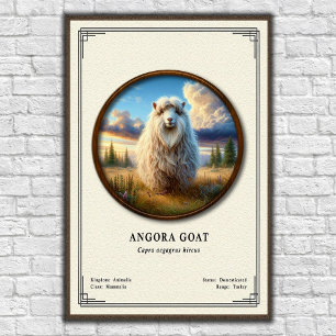 Affiche Série de zoologie de la chèvre angora