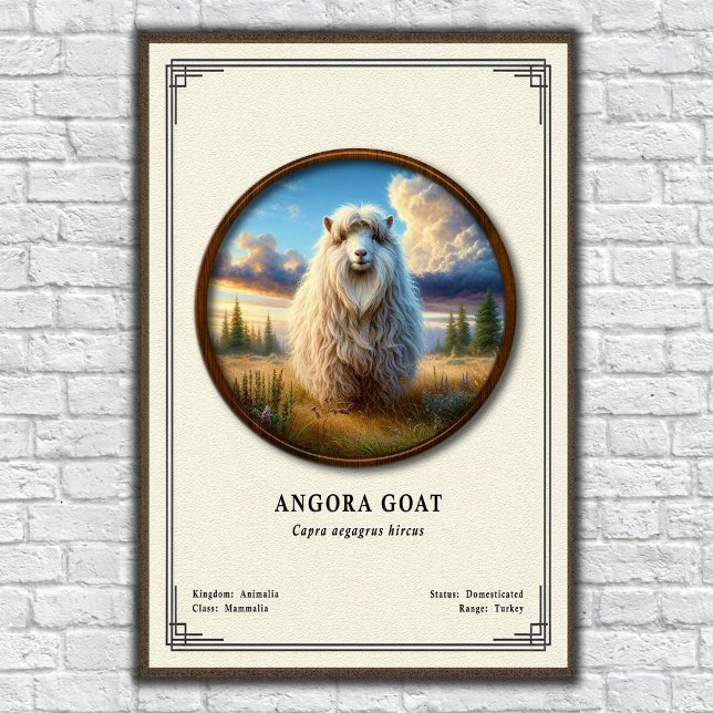 Affiche Série de zoologie de la chèvre angora (Créateur téléchargé)