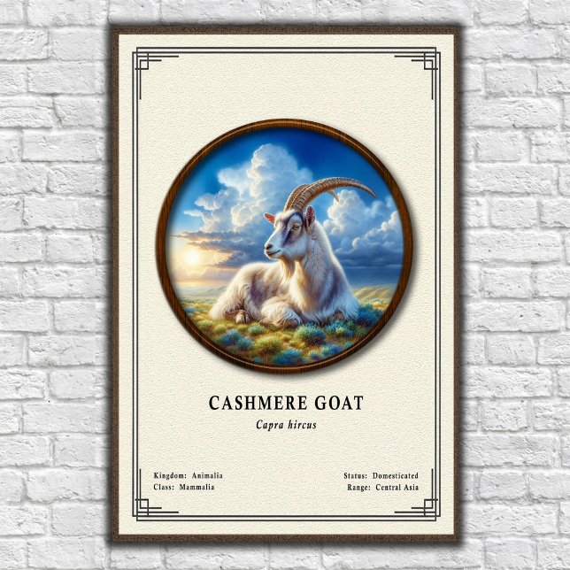Affiche Série de zoologie de la chèvre cashmere (Créateur téléchargé)