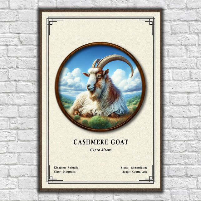 Affiche Série de zoologie de la chèvre cashmere (Créateur téléchargé)