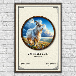 Affiche Série de zoologie de la chèvre cashmere