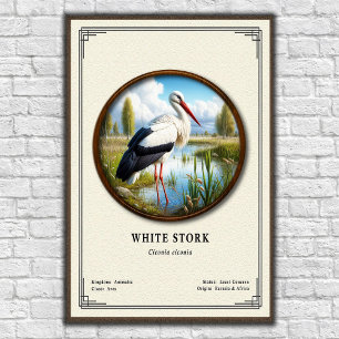Affiche Série de zoologie de la cigogne blanche