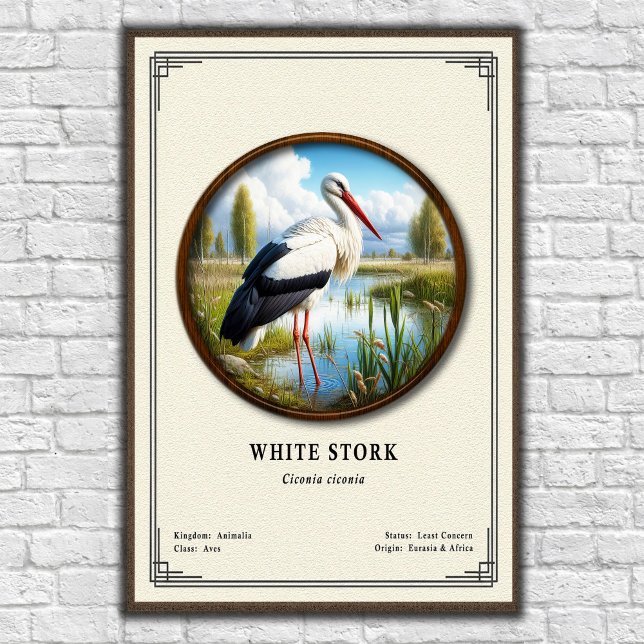 Affiche Série de zoologie de la cigogne blanche (Créateur téléchargé)