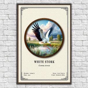 Affiche Série de zoologie de la cigogne blanche