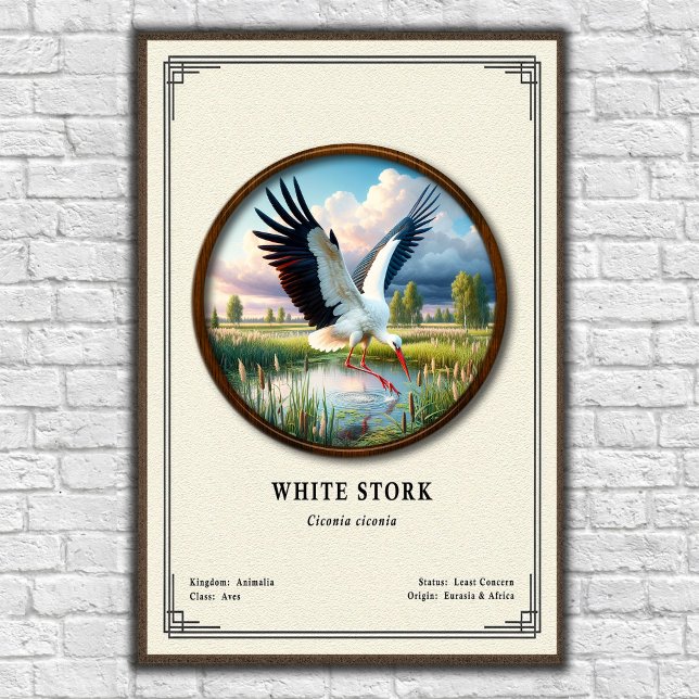 Affiche Série de zoologie de la cigogne blanche (Créateur téléchargé)