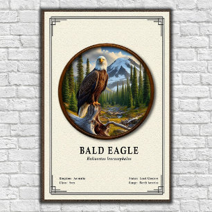Affiche Série de zoologie de l'aigle à tête blanche
