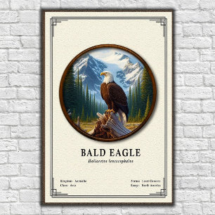 Affiche Série de zoologie de l'aigle à tête blanche