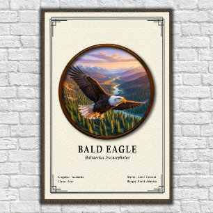 Affiche Série de zoologie de l'aigle à tête blanche