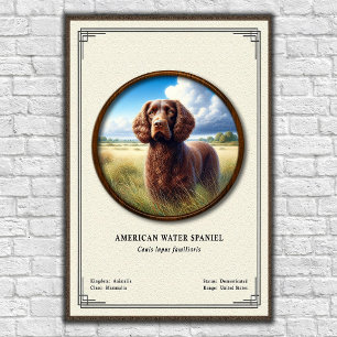 Affiche Série de zoologie de l'American Water Spaniel