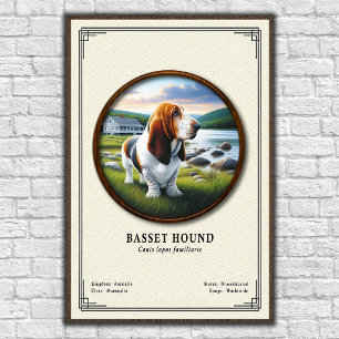 Affiche Série de zoologie du Basset Hound