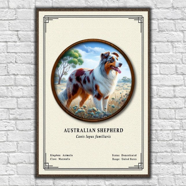Affiche Série de zoologie du Berger Australien (Créateur téléchargé)